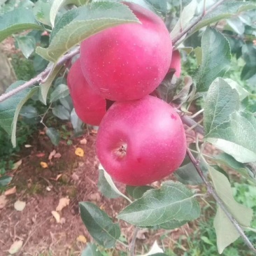 盐源苹果