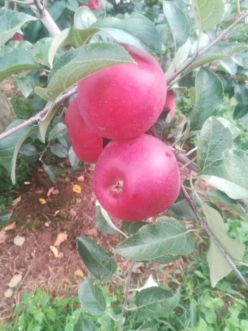 盐源苹果