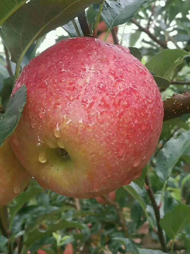 盐源苹果
