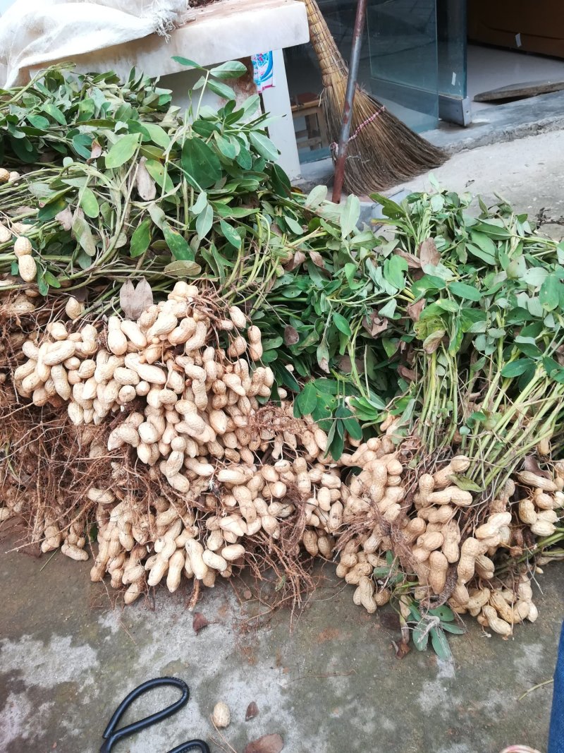 花生种子