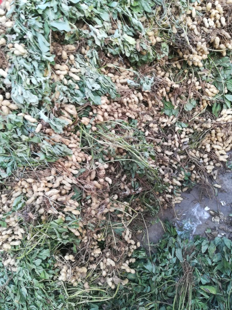 花生种子