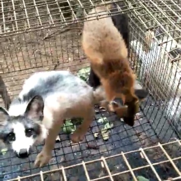 价格合适，大小正好，疫苗已做，包建康