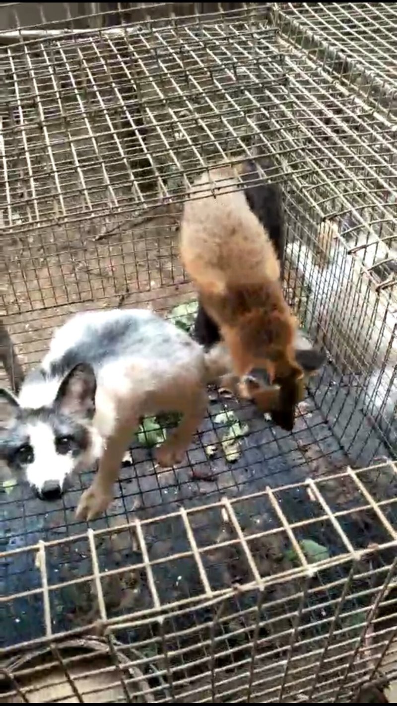 价格合适，大小正好，疫苗已做，包建康
