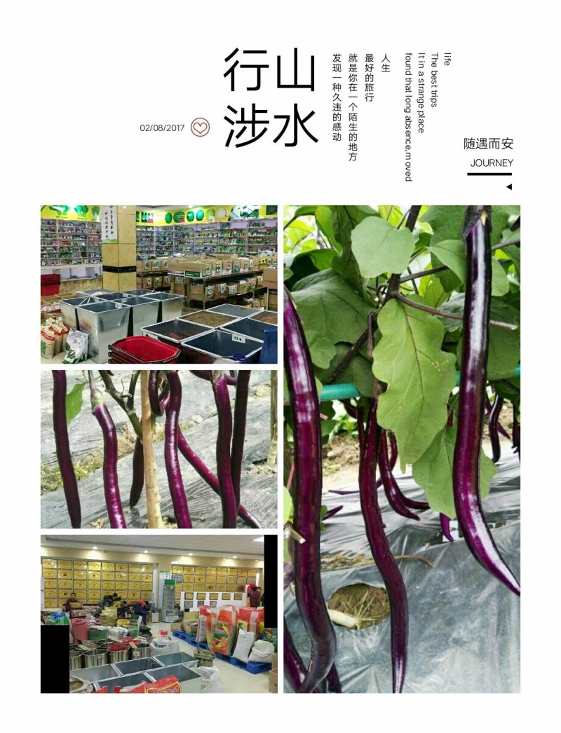 丰田5号，丰田二号茄子种子