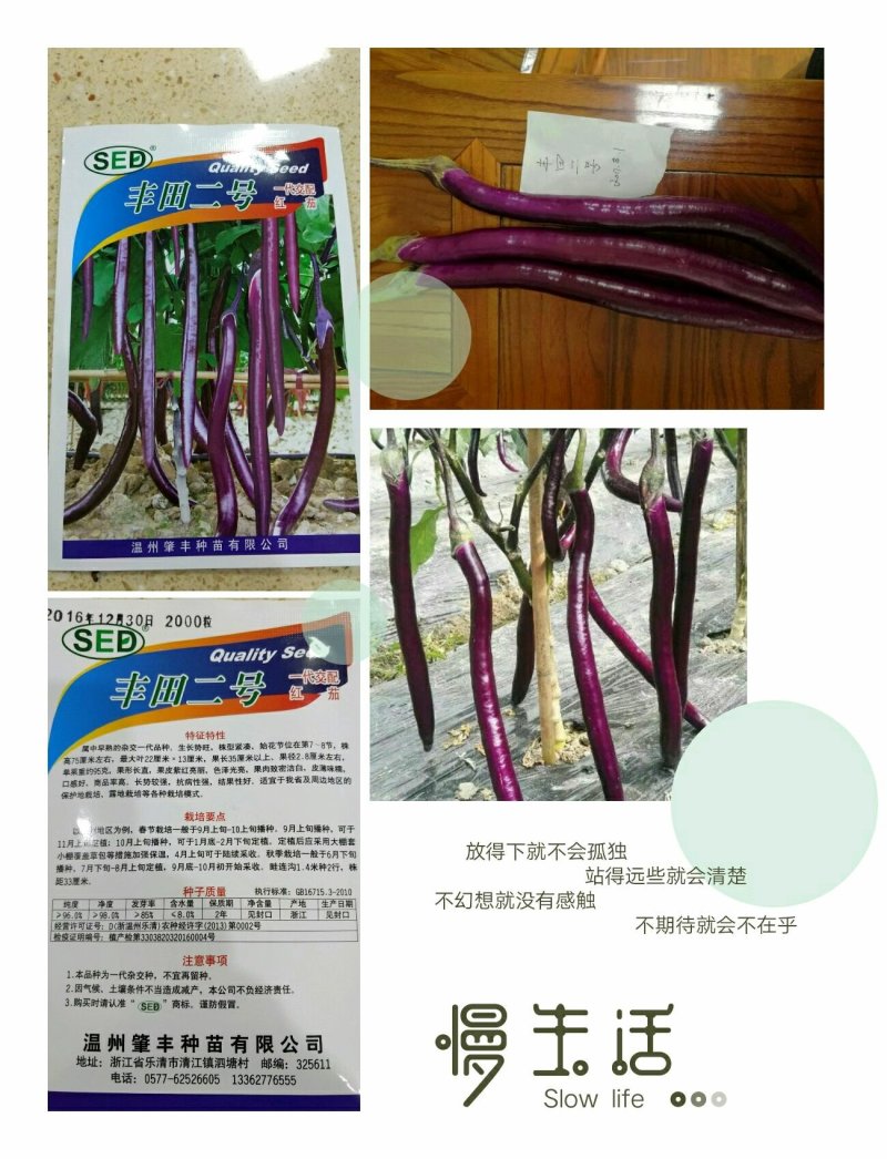 丰田5号，丰田二号茄子种子