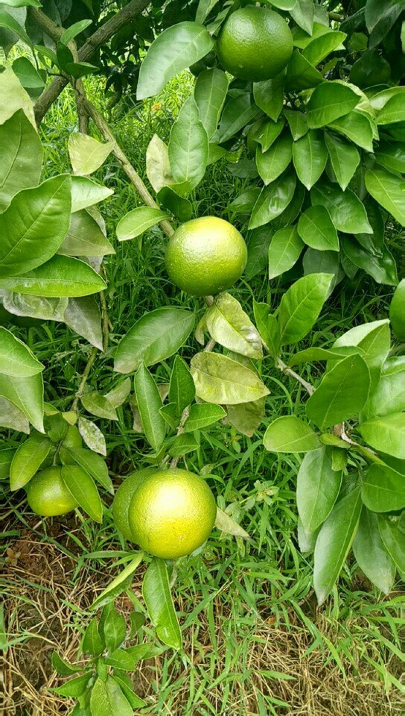 蜜橘大量上市