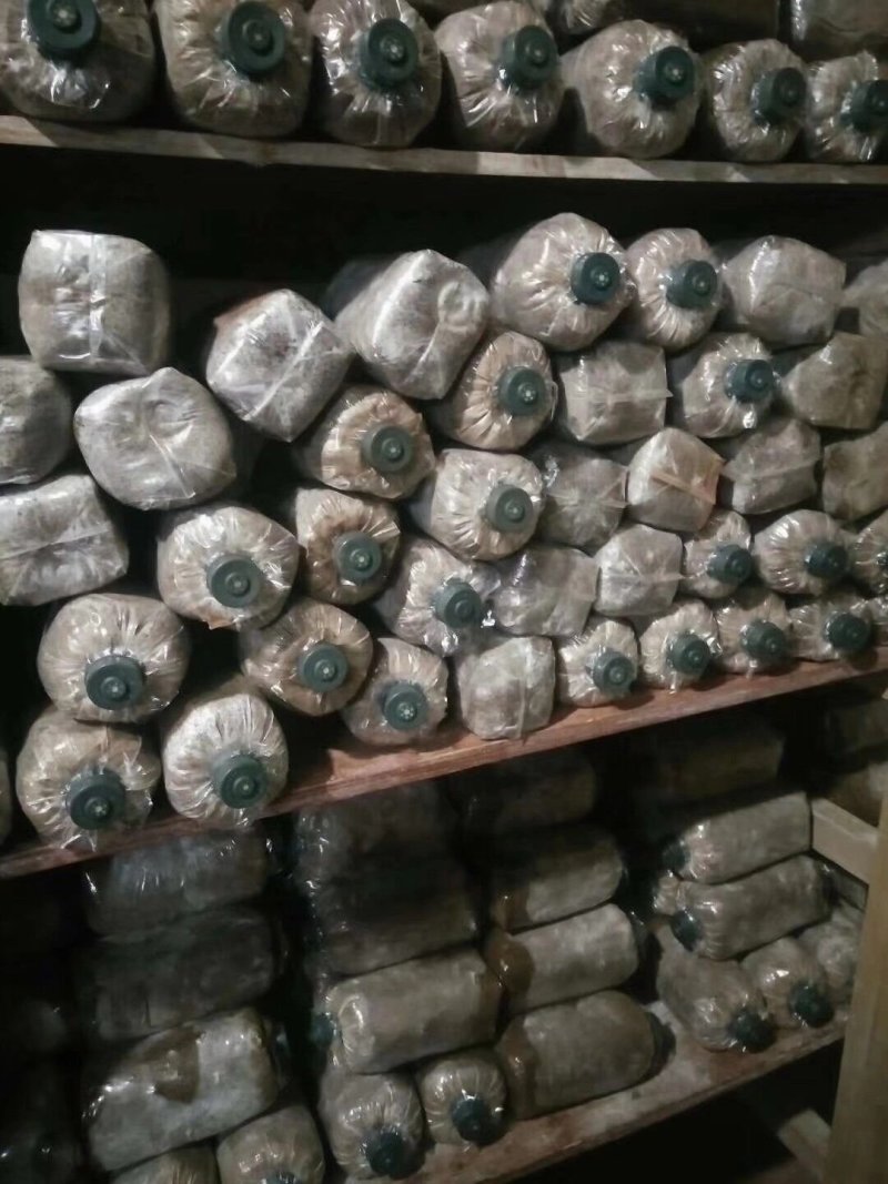 广西桂林野生紫灵芝菌种批发