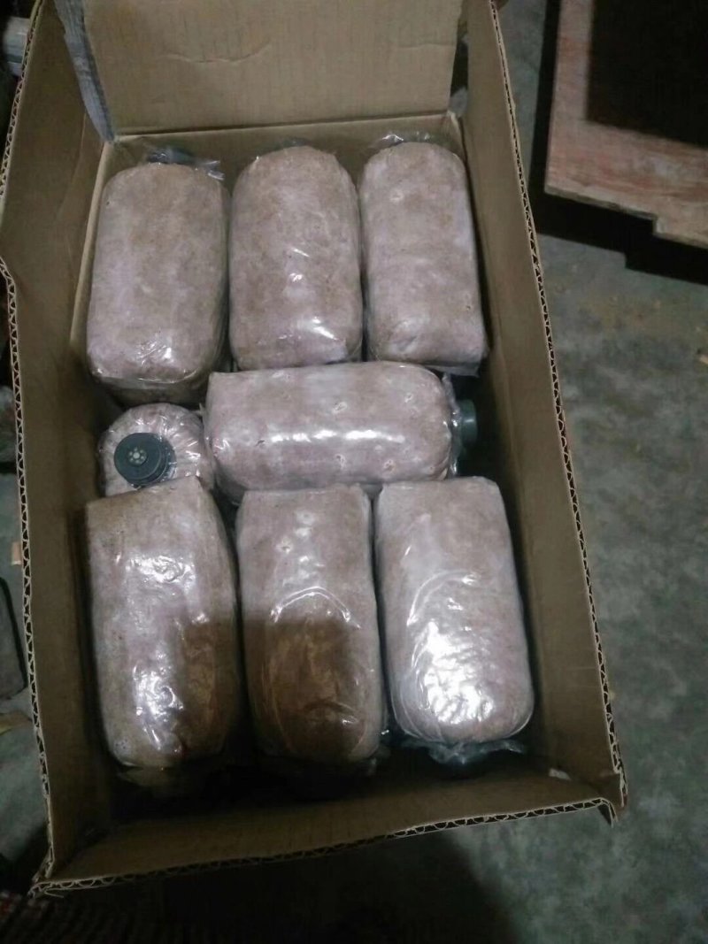 广西桂林野生紫灵芝菌种批发