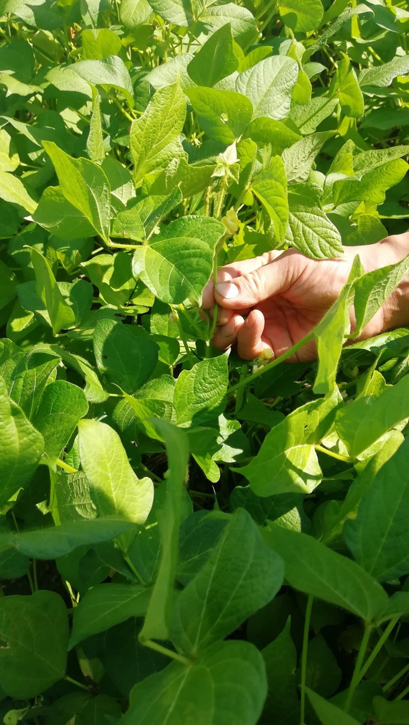【杂粮】黑龙江林甸特产红豆珍珠红优质红小豆包邮