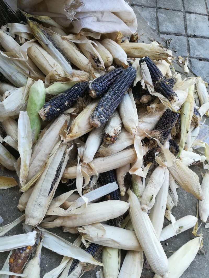 多杆多穗黑襦玉米种子