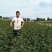 花椒树苗大红袍花椒自家园艺场基地一手货源品种纯正放心苗】