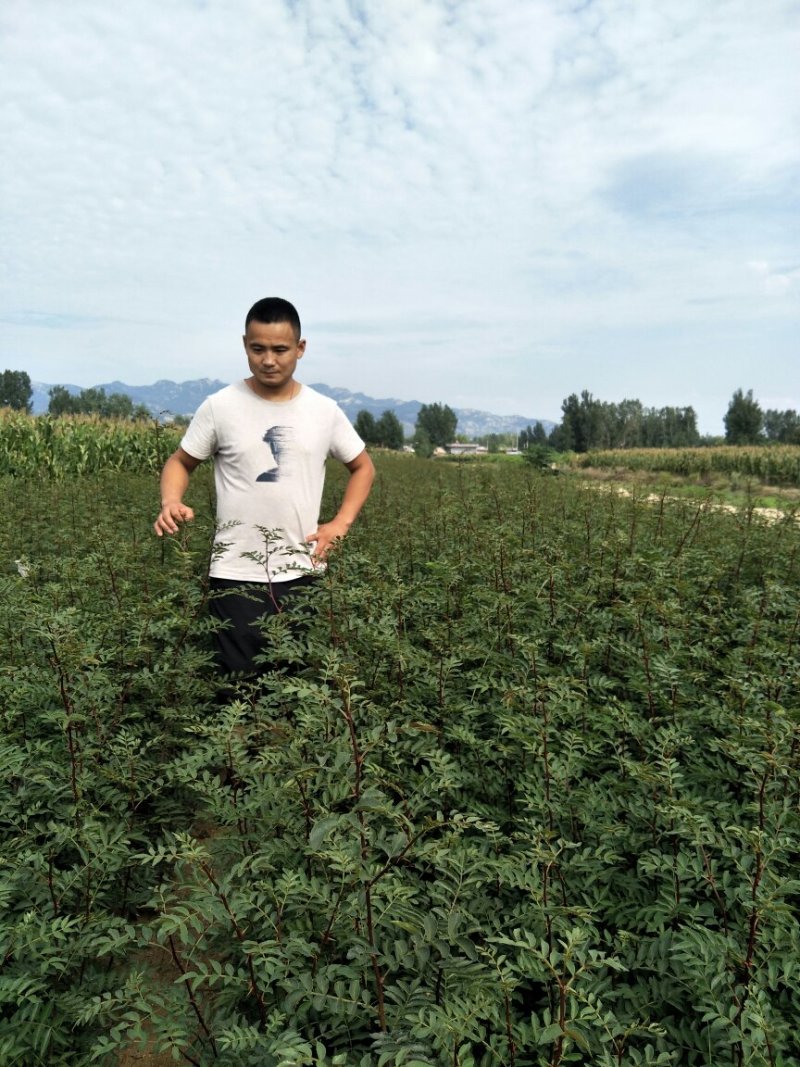 花椒树苗大红袍花椒自家园艺场基地一手货源品种纯正放心苗】