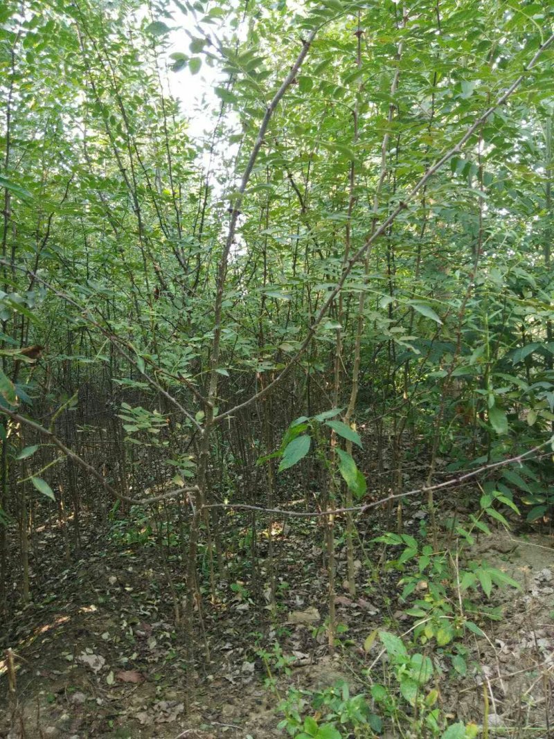 花椒树苗大红袍花椒自家园艺场基地一手货源品种纯正放心苗】