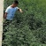 花椒树苗大红袍花椒自家园艺场基地一手货源品种纯正放心苗】