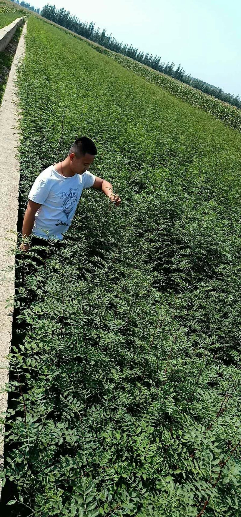 花椒树苗大红袍花椒自家园艺场基地一手货源品种纯正放心苗】