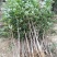 花椒树苗大红袍花椒自家园艺场基地一手货源品种纯正放心苗】