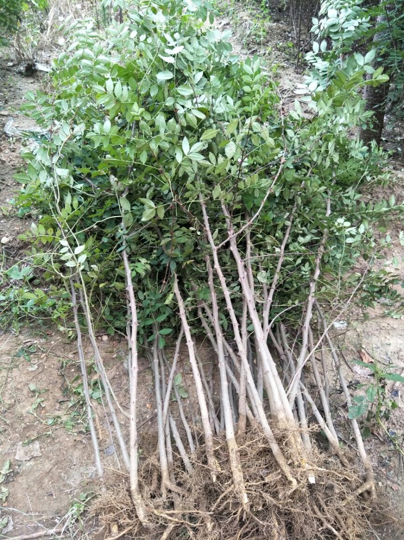 花椒树苗大红袍花椒自家园艺场基地一手货源品种纯正放心苗】