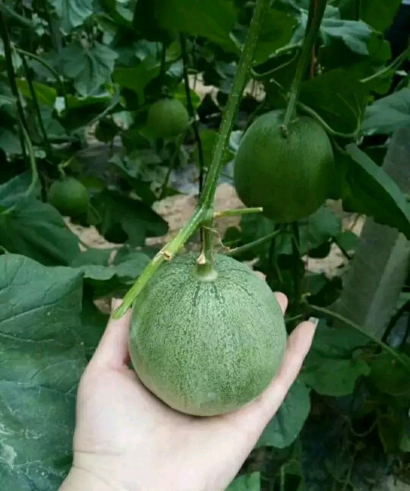 绿博特甜瓜种子