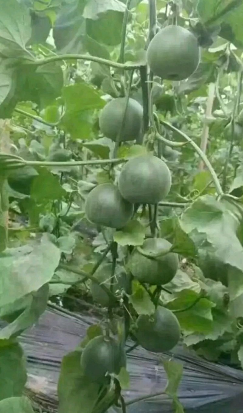 绿博特甜瓜种子