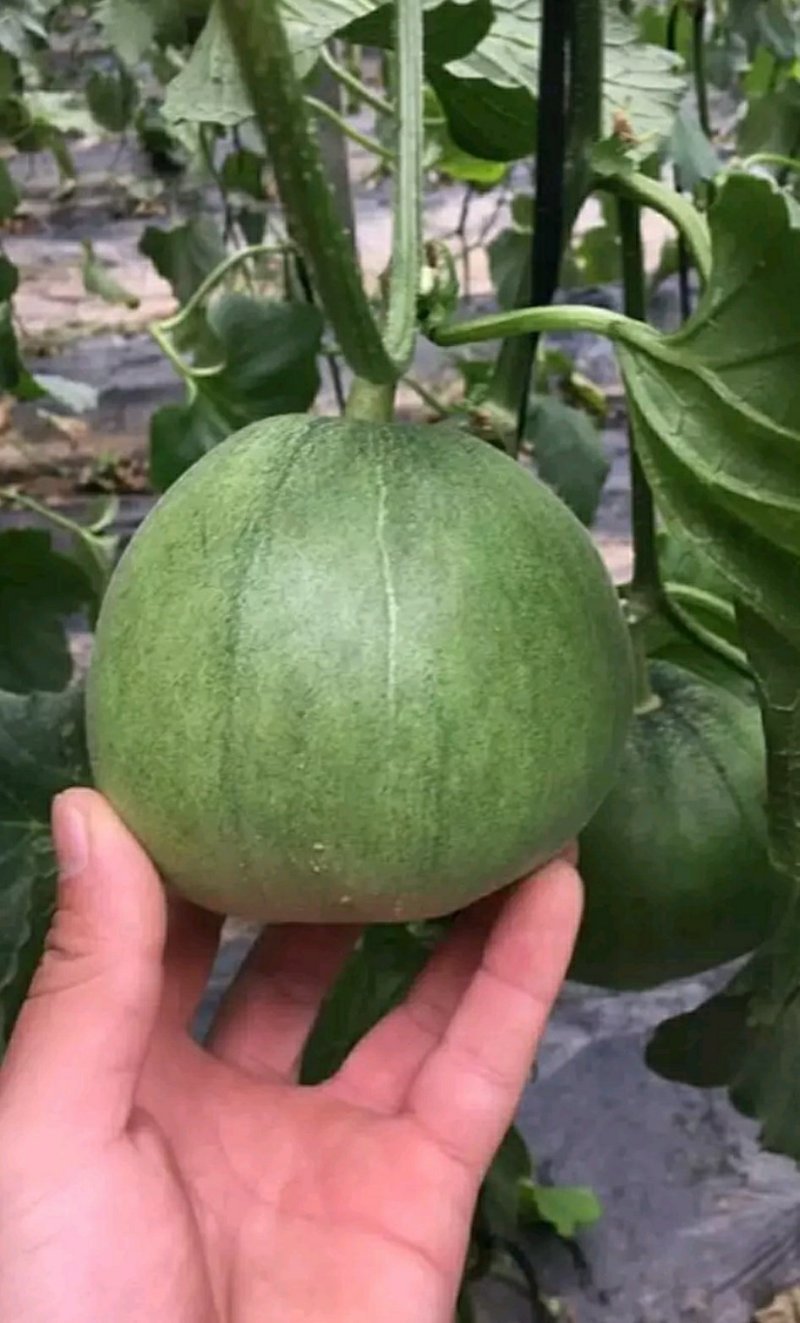 绿博特甜瓜种子