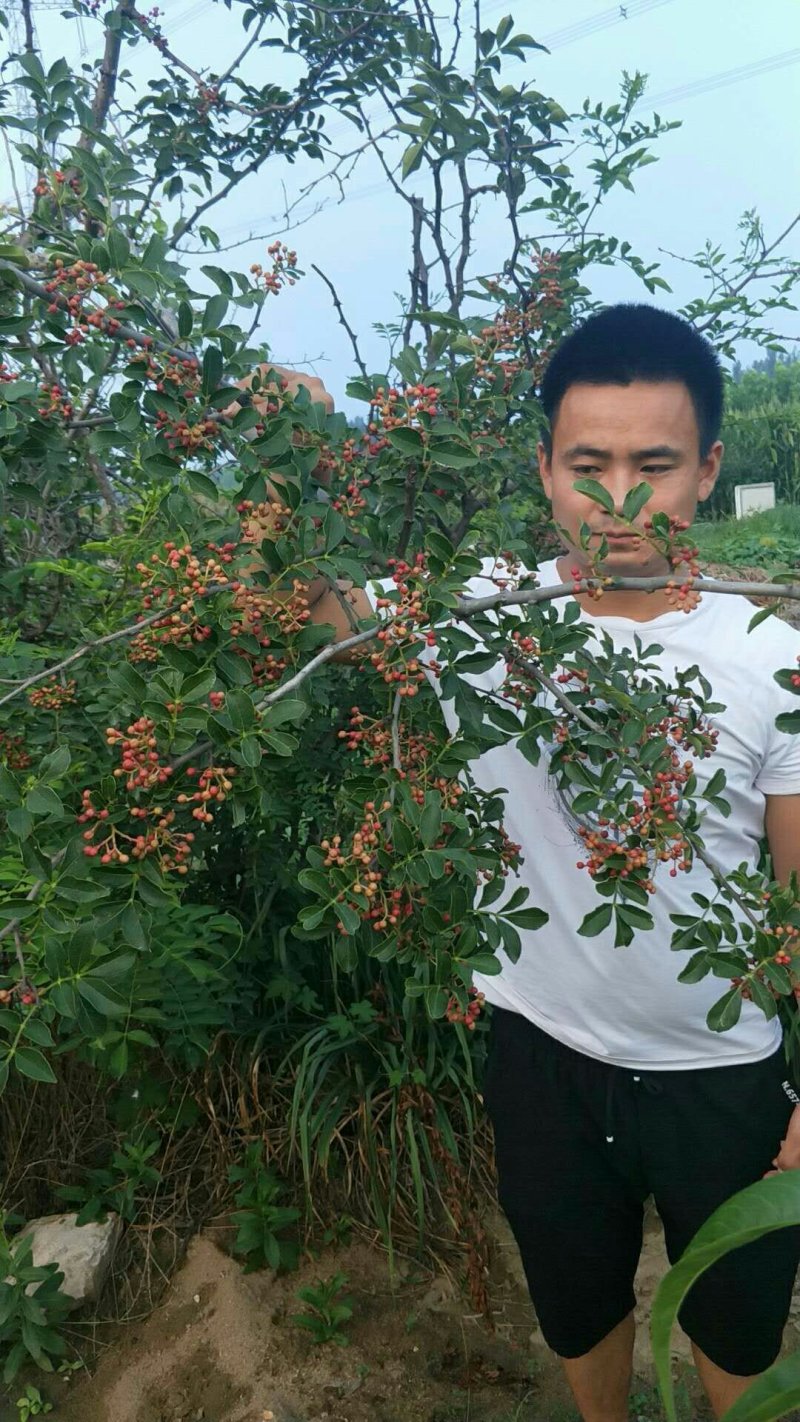 花椒树苗大红袍花椒自家园艺场基地一手货源品种纯正放心苗】