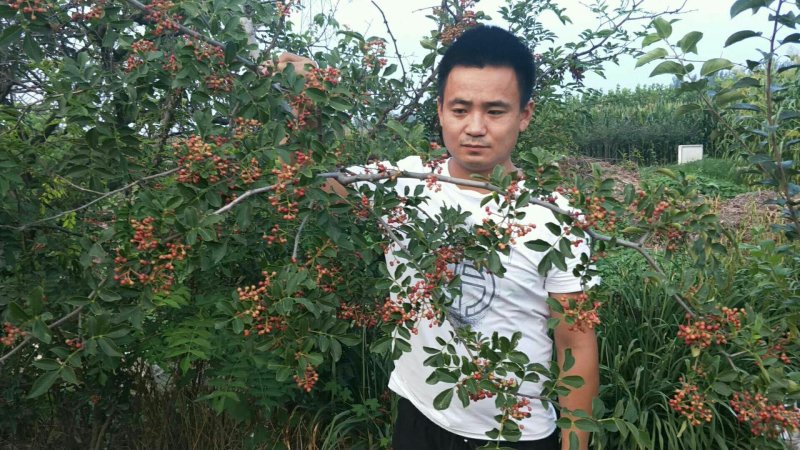 花椒树苗大红袍花椒自家园艺场基地一手货源品种纯正放心苗】