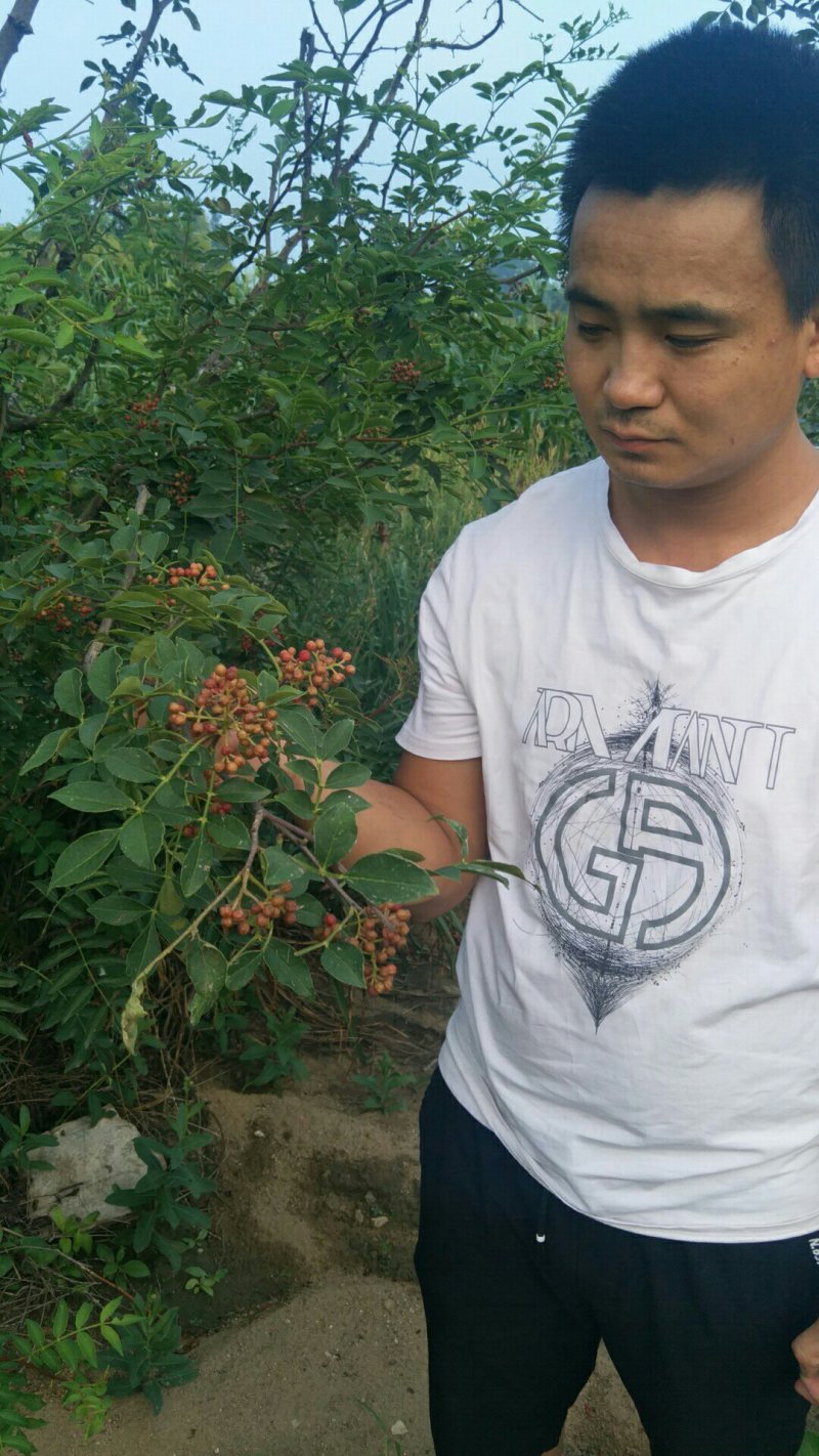 花椒树苗大红袍花椒自家园艺场基地一手货源品种纯正放心苗】