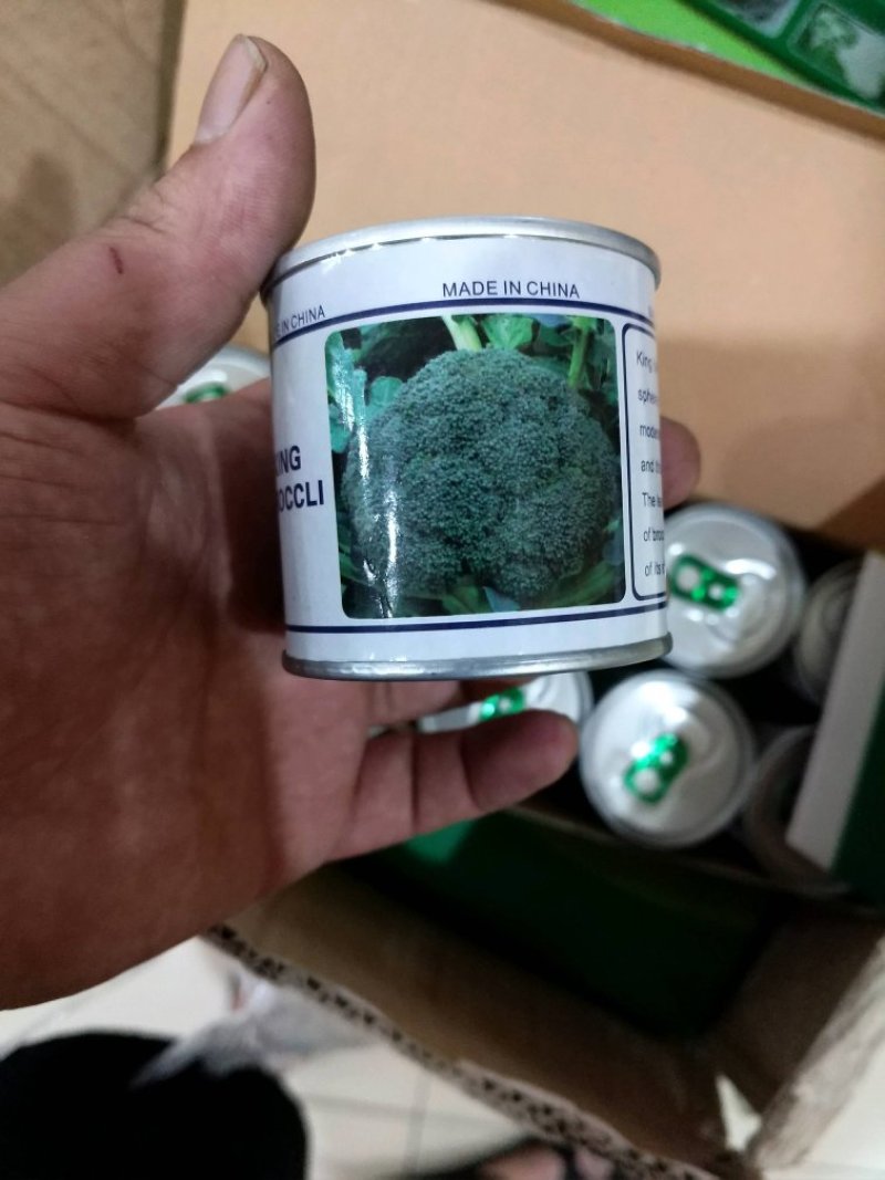 国王西兰花种子