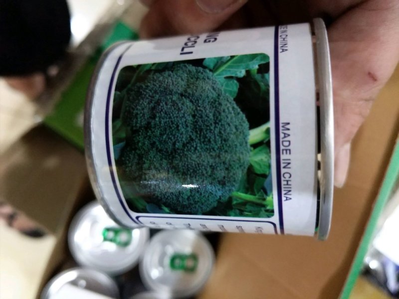 国王西兰花种子