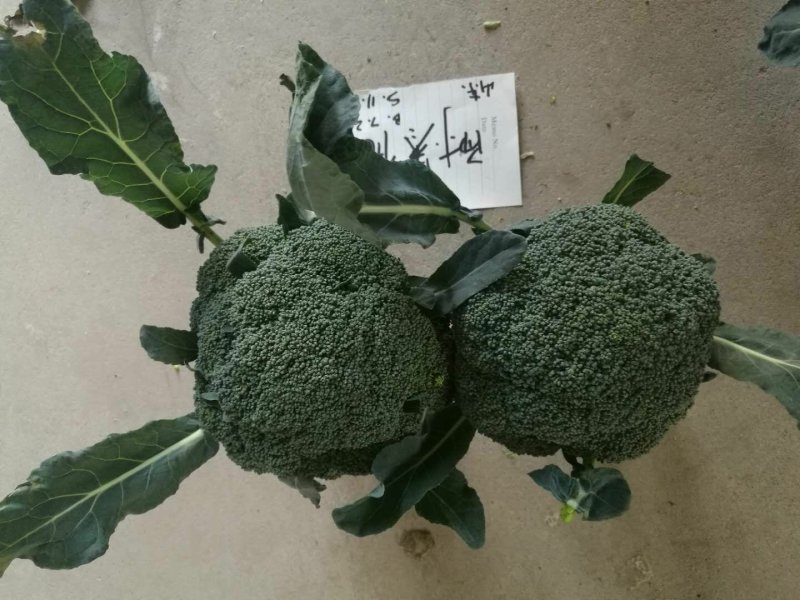 国王西兰花种子