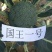 国王西兰花种子