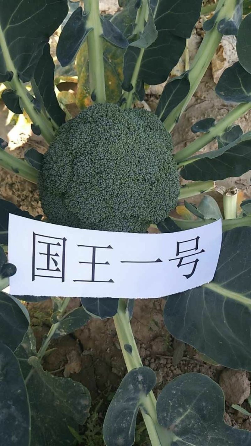 国王西兰花种子
