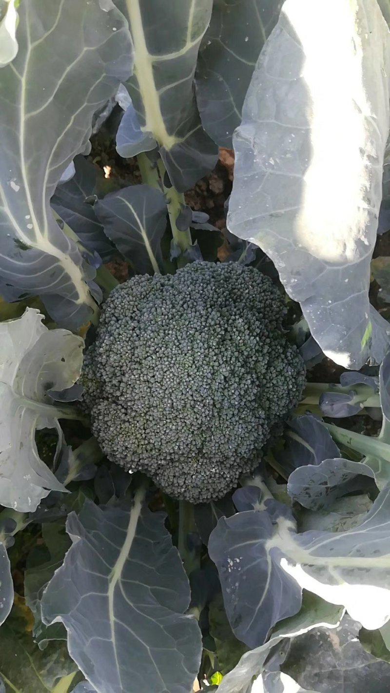 国王西兰花种子