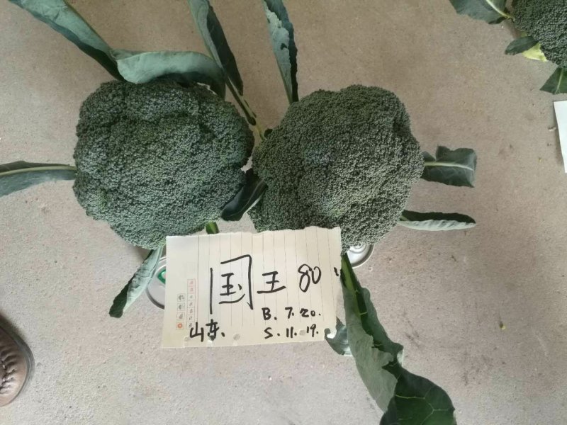 国王西兰花种子