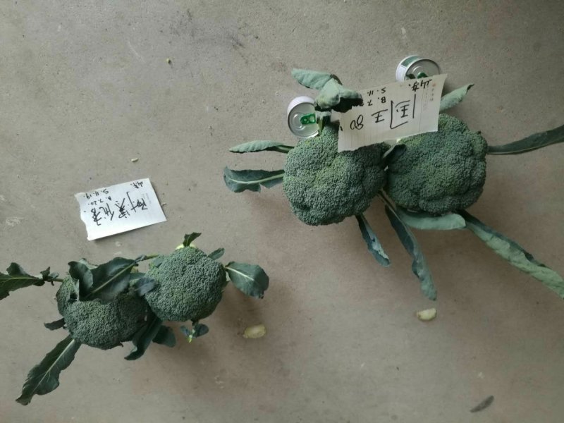 国王西兰花种子