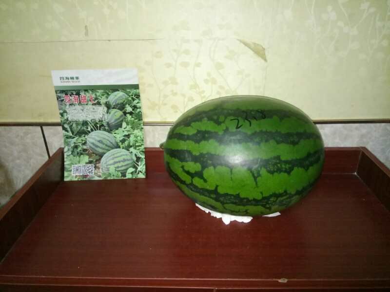 四海甜王西瓜种子