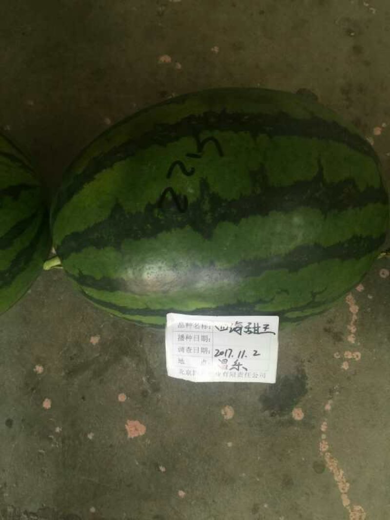 四海甜王西瓜种子