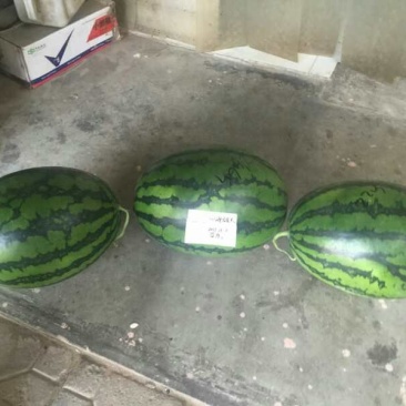 四海甜王西瓜种子
