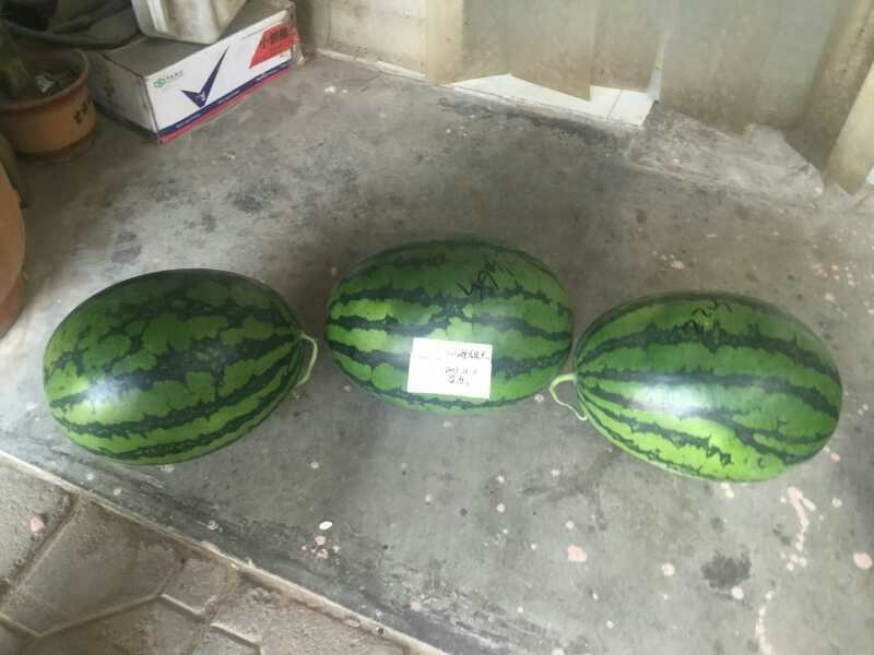四海甜王西瓜种子
