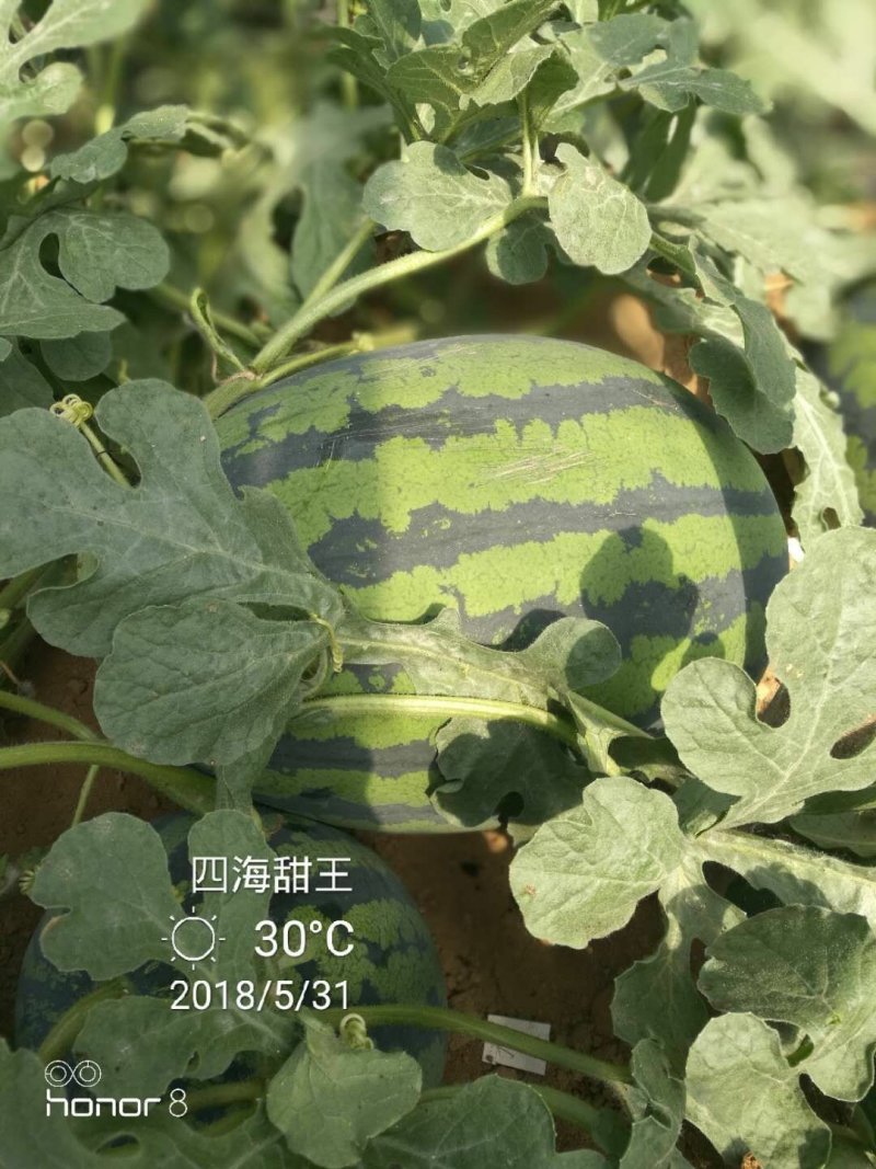 四海甜王西瓜种子
