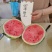 四海甜王西瓜种子