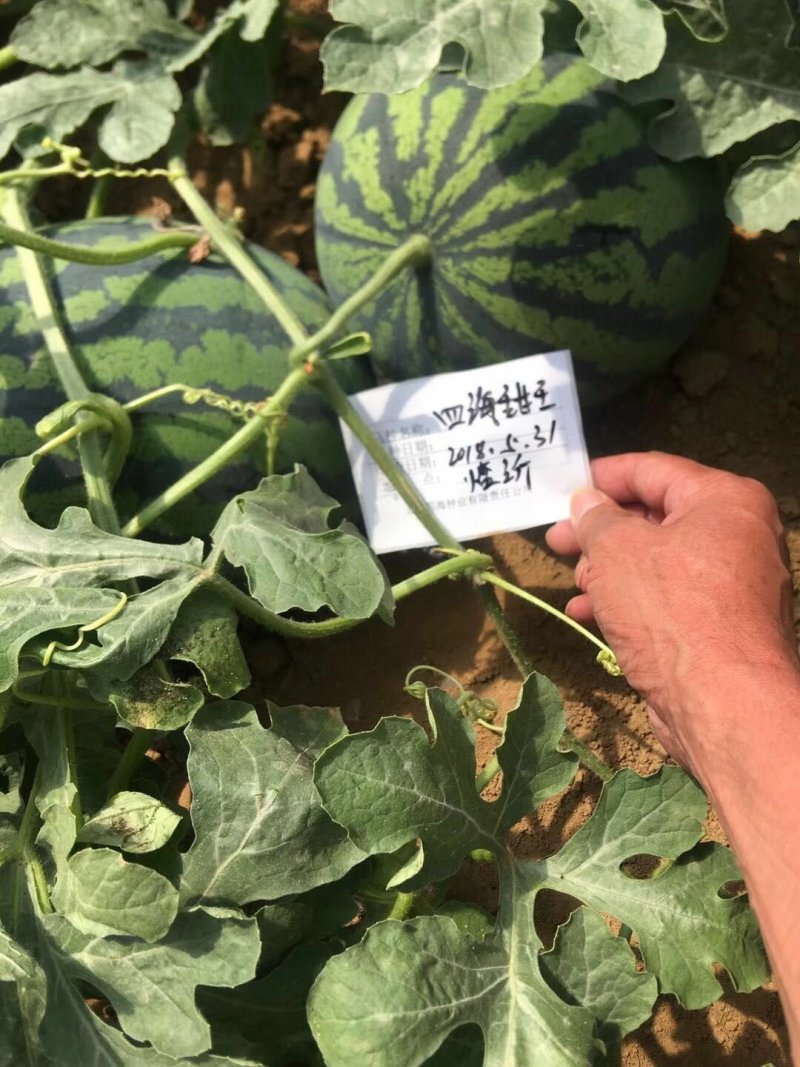 四海甜王西瓜种子