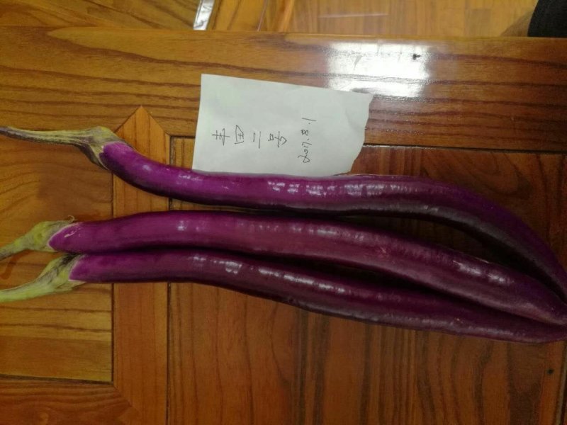 丰田5号，丰田二号茄子种子