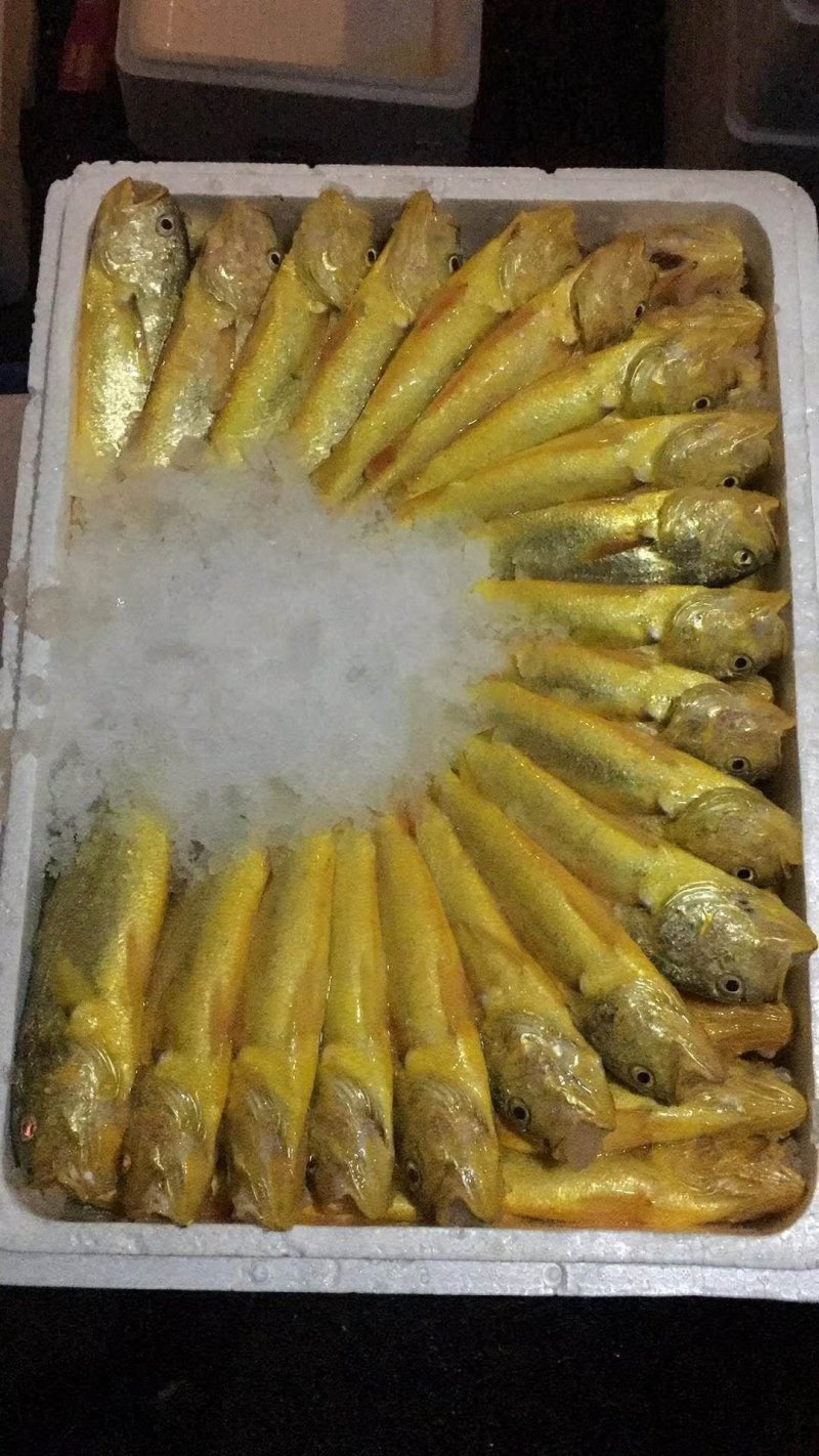 半野生黄瓜黄
