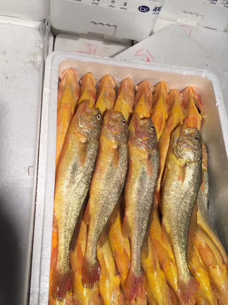 半野生黄瓜黄