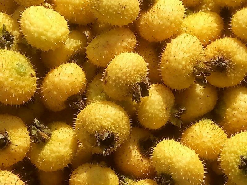刺梨鲜果
