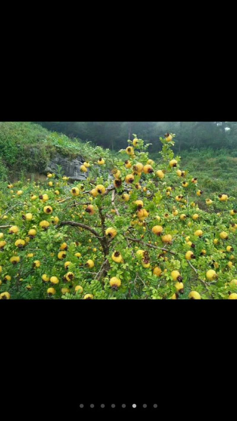 刺梨鲜果