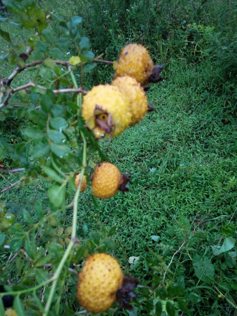 刺梨鲜果