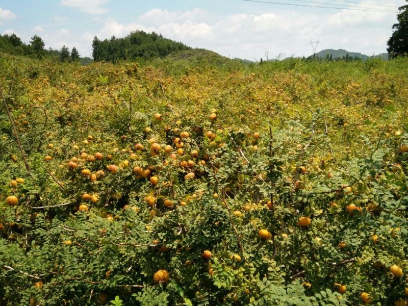 刺梨鲜果