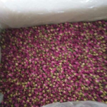 甘肃永登苦水玫瑰